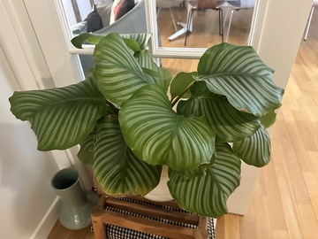 Vente: Calathea orbifolia