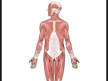 Wellness Session Single: Corrective Exercise Postural Analysis with Anthony