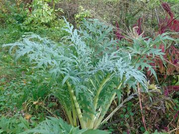 Vente: Permaculture : graines bio de cardons