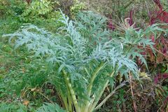 Sales: Permaculture : graines bio de cardons