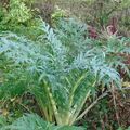Sales: Permaculture : graines bio de cardons