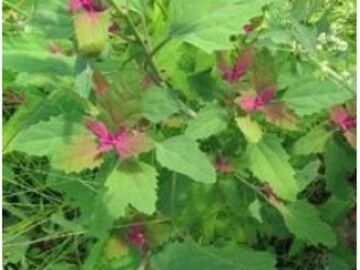Vente: Permaculture : graines bio de chénopode multicolore