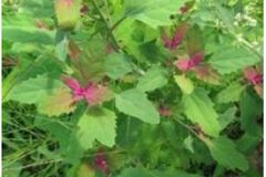 Sales: Permaculture : graines bio de chénopode multicolore