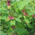 Sales: Permaculture : graines bio de chénopode multicolore
