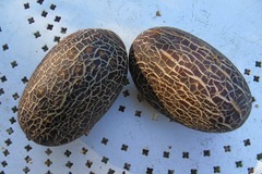 Sales: Permaculture : Graines bio de concombre Sikkim
