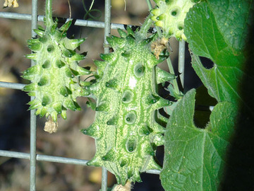 Vente: Permaculture : Graines de KIWANO, métulon, concombre cornu