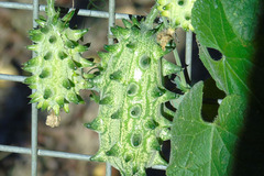 Sales: Permaculture : Graines de KIWANO, métulon, concombre cornu