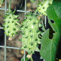 Sales: Permaculture : Graines de KIWANO, métulon, concombre cornu