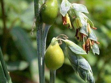 Vente: Permaculture : graines de larmes de Job, herbe à chapelets