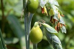Sales: Permaculture : graines de larmes de Job, herbe à chapelets