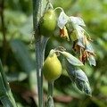 Vente: Permaculture : graines de larmes de Job, herbe à chapelets