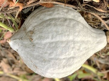 Vente: Permaculture : graines de courge Hubbard blue
