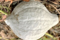 Sales: Permaculture : graines de courge Hubbard blue