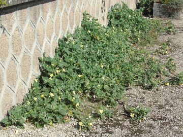 Vente: Permaculture : graines BIO de concombre sauteur