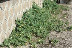 Sales: Permaculture : graines BIO de concombre sauteur