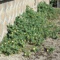 Sales: Permaculture : graines BIO de concombre sauteur