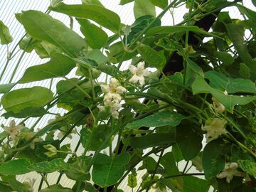 Vente: Permaculture : Graines bio d’Araujia, porte-soie