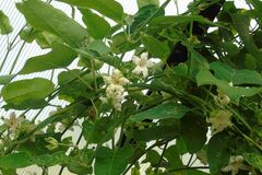 Sales: Permaculture : Graines bio d’Araujia, porte-soie