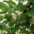 Sales: Permaculture : Graines bio d’Araujia, porte-soie