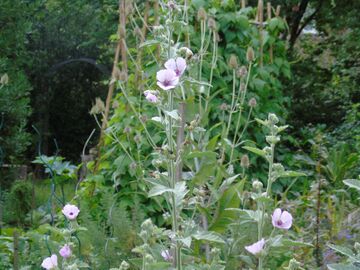Vente: Permaculture : graines de guimauve bio