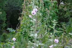 Sales: Permaculture : graines de guimauve bio