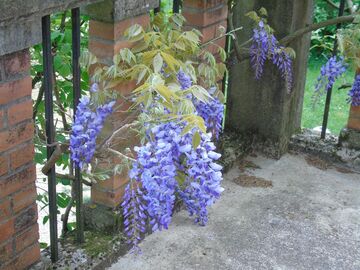 Vente: Permaculture : graines de glycine bleue
