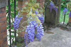 Sales: Permaculture : graines de glycine bleue