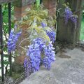 Sales: Permaculture : graines de glycine bleue