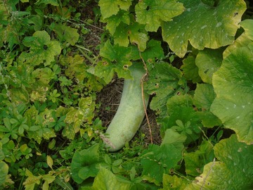 Vente: Permaculture : graines bio de courge cireuse