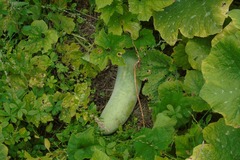 Sales: Permaculture : graines bio de courge cireuse