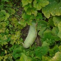 Sales: Permaculture : graines bio de courge cireuse