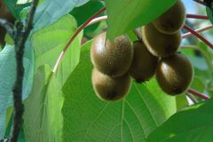 Sales: Permaculture : graines de kiwi Hayward