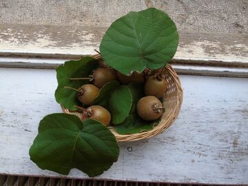 Vente: Kiwis Hayward à consommer
