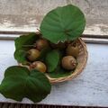 Sales: Kiwis Hayward à consommer