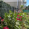 Vente: Lauriers roses 