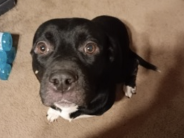   : Blackie