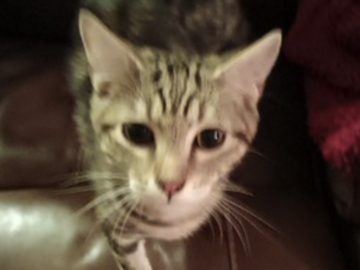   : Tiger