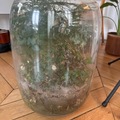 Vente: Terrarium géant qui nécessite soin !