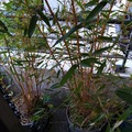 Vente: Vends 1 lot de 2 bambous 