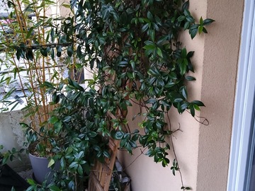 Vente: Vends jasmin japonais été 