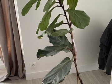 Don: Don d'un ficus lyrata