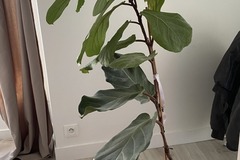 Giving away: Don d'un ficus lyrata