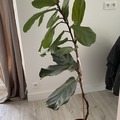 Giving away: Don d'un ficus lyrata