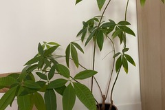 Giving away: Don de pachira aquatica