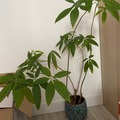 Giving away: Don de pachira aquatica