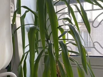 Don: Don d'un yucca