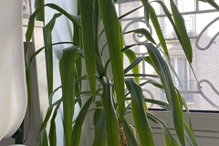 Giving away: Don d'un yucca