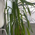 Giving away: Don d'un yucca