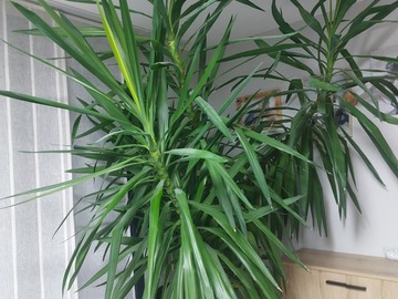 Vente: Yucca géant 