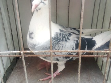 Vente avec paiement en ligne: jeune pigeon 